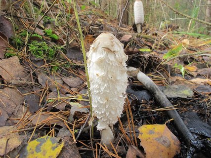 Coprinus comatus