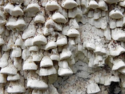Antrodia serialis