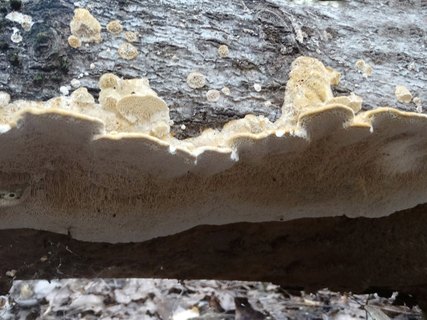 Antrodia serialis