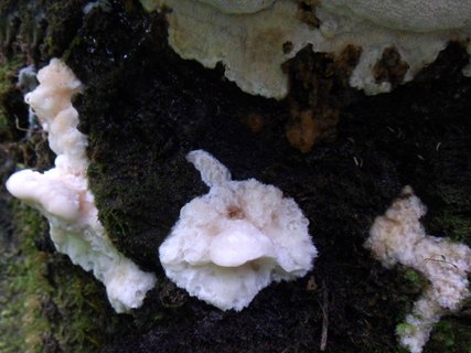 Aurantiporus fissilis