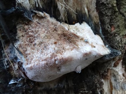 Aurantiporus fissilis