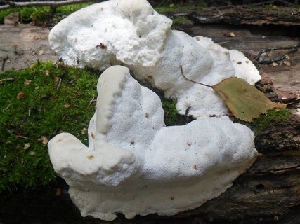 Aurantiporus fissilis