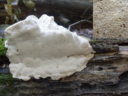 Aurantiporus fissilis