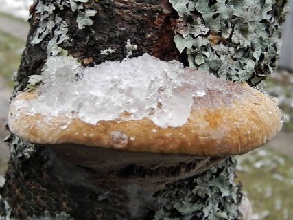 Phellinus pomaceus