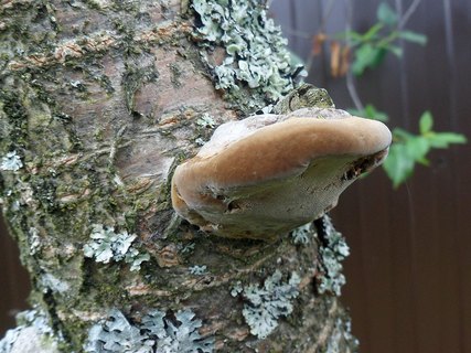 Phellinus pomaceus