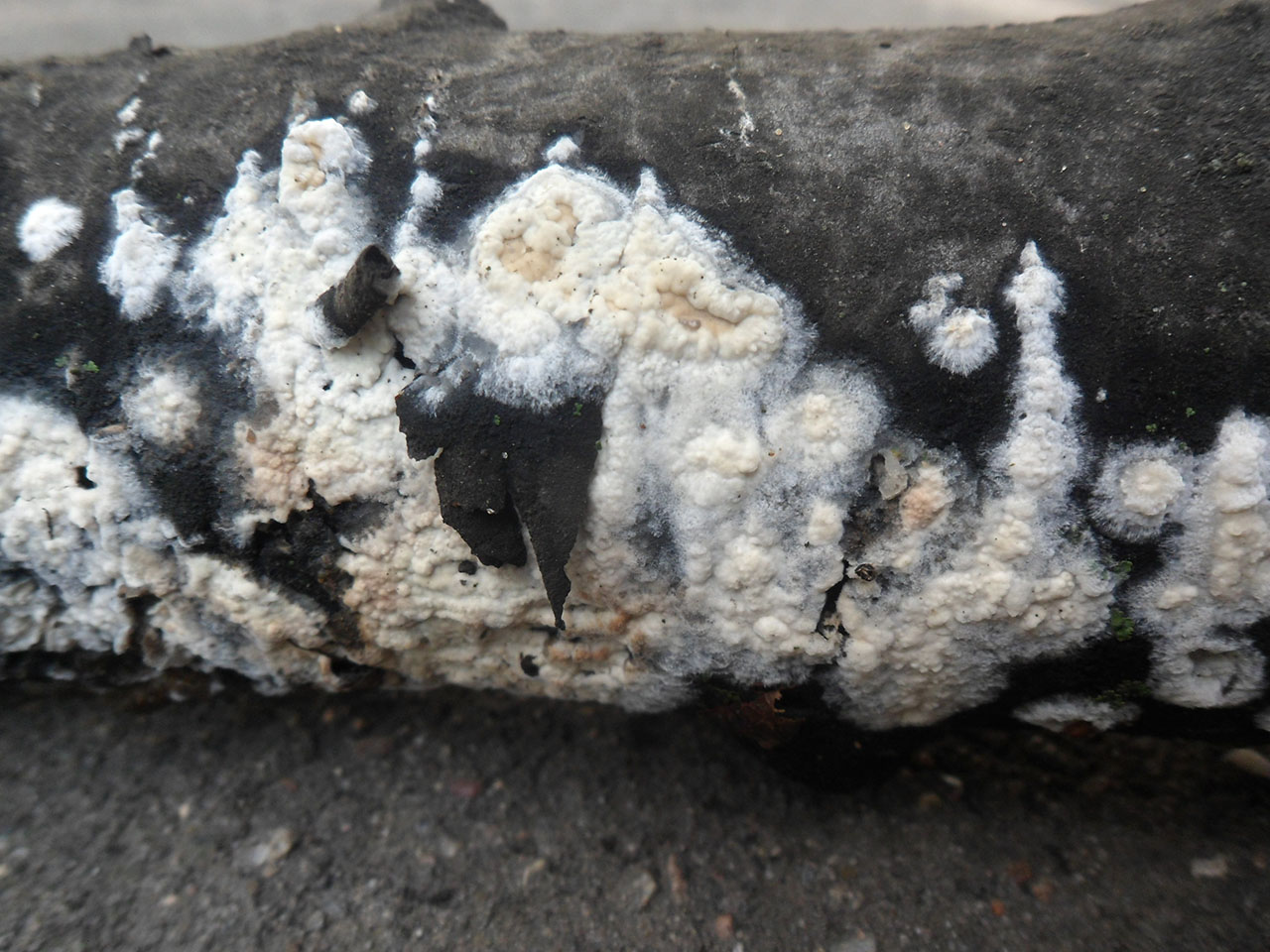 Hyphoderma setigerum