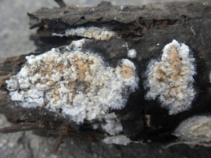 Hyphoderma setigerum