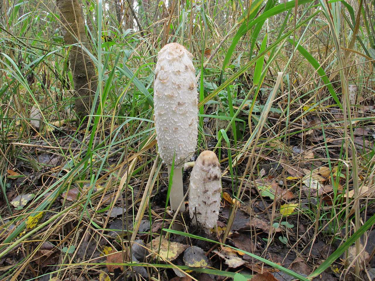 Coprinus comatus