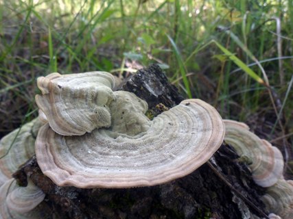 Lenzites betulina