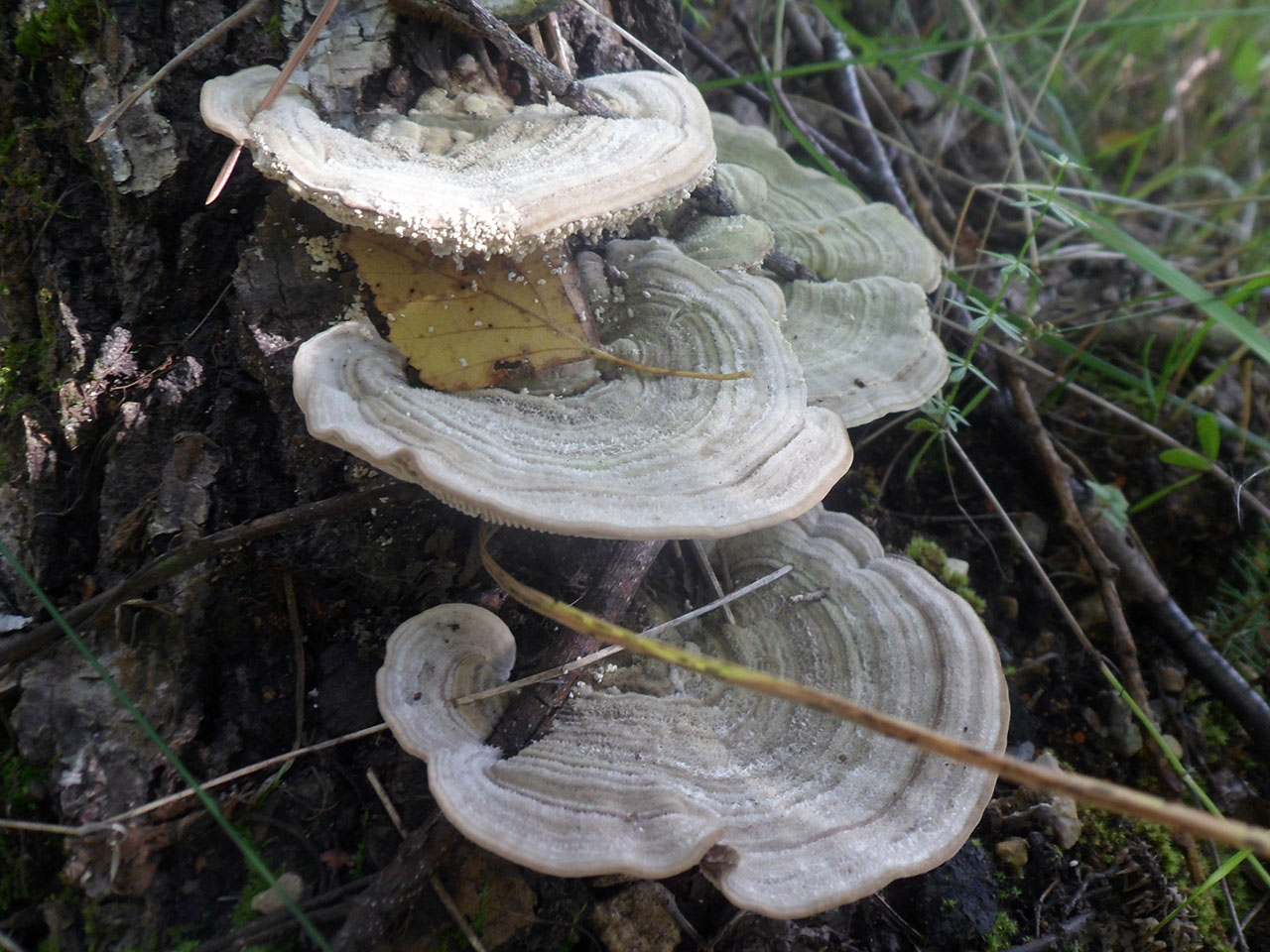 Lenzites betulina