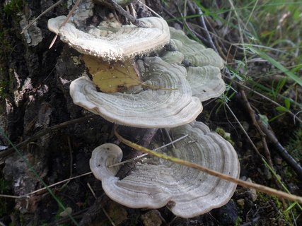 Lenzites betulina