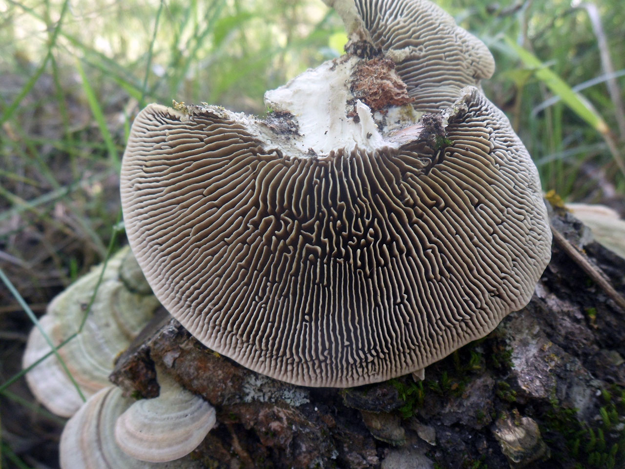 Lenzites betulina