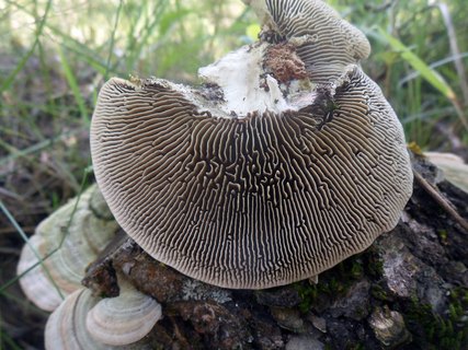 Lenzites betulina