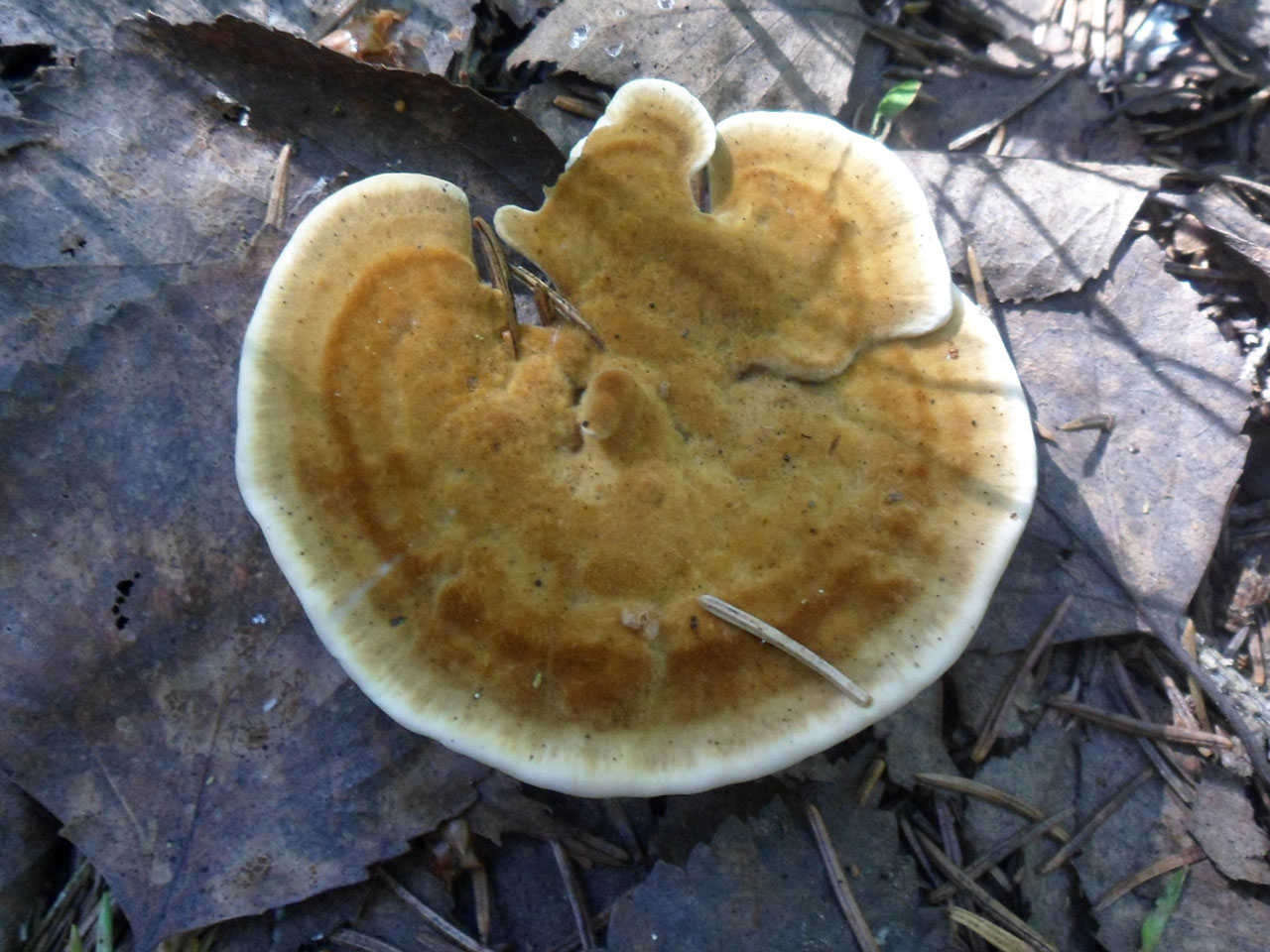 Onnia tomentosa