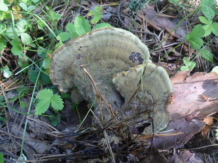 Phaeolus schweinitzii