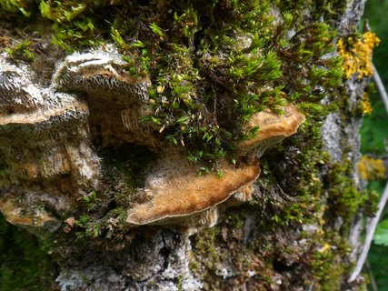 Trametes trogii