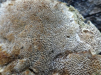 Trametes trogii