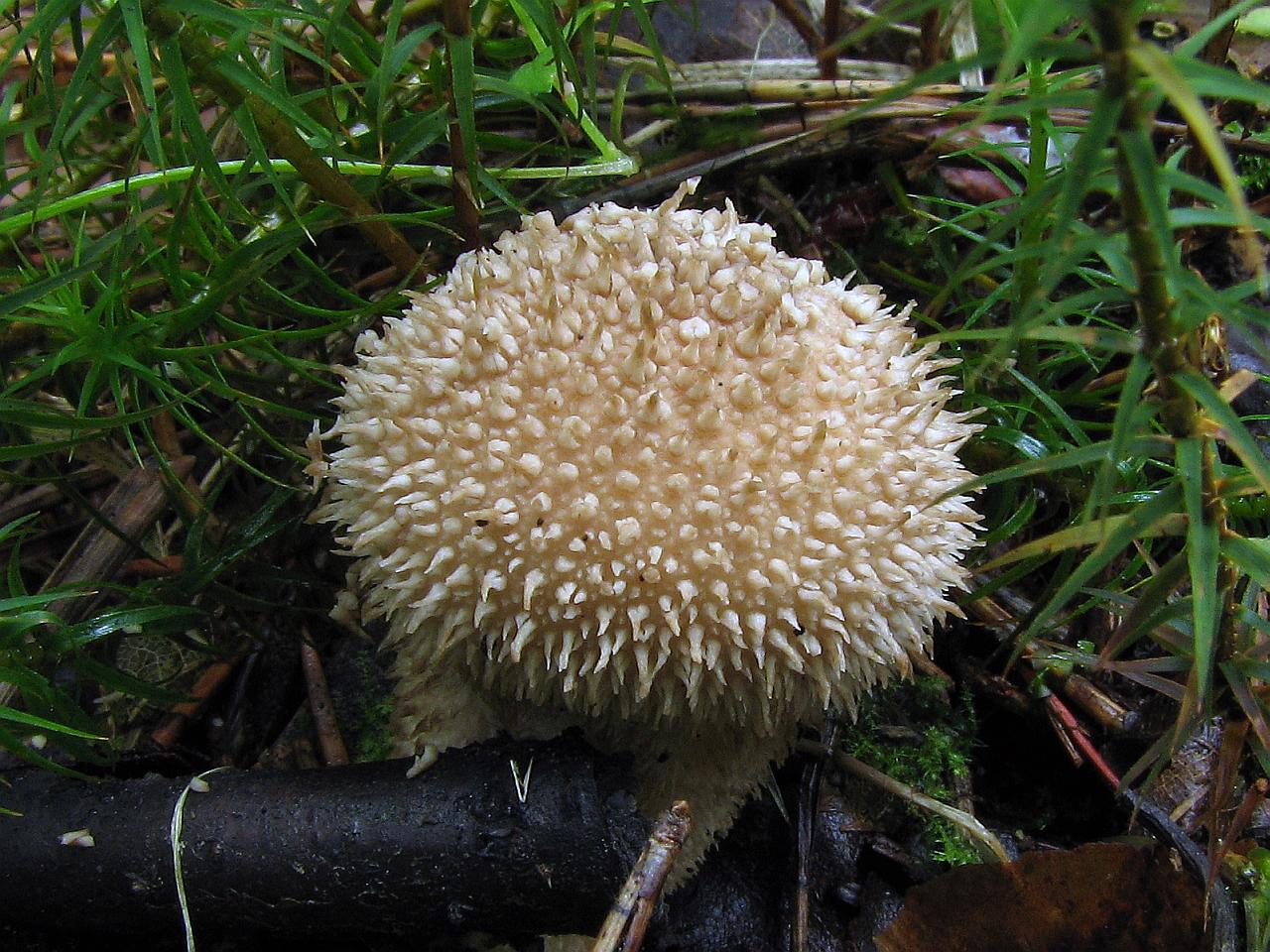 Lycoperdon norvegicum