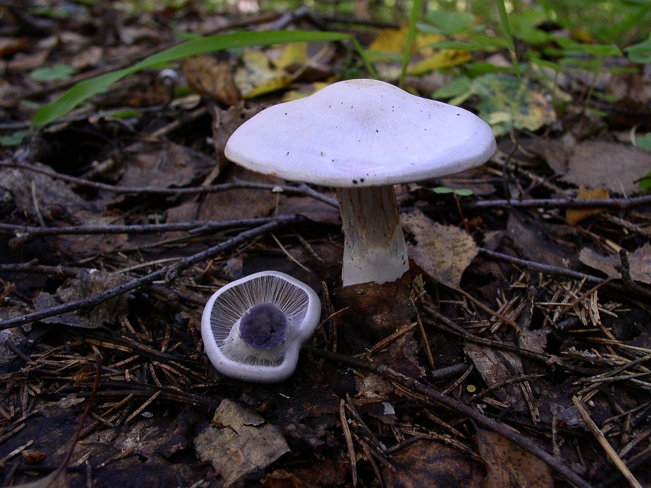 Cortinarius alboviolaceus