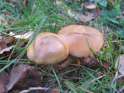 Cortinarius delibutus
