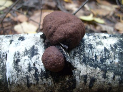 Daldinia childiae