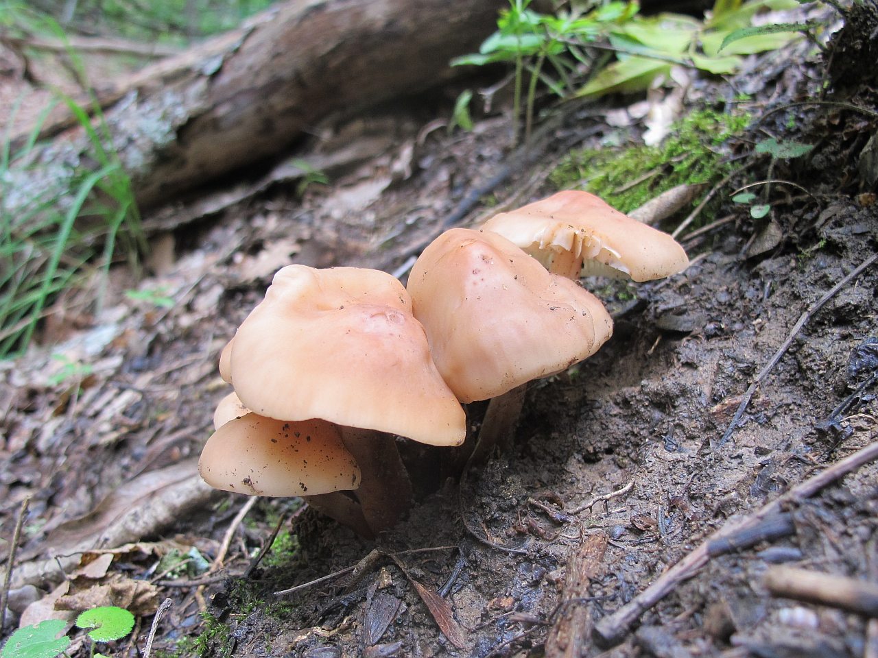 Gymnopus fusipes