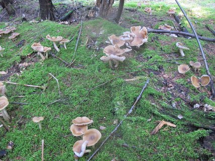 Entoloma lividoalbum