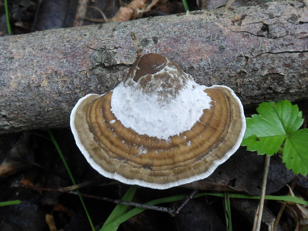 Daedaleopsis confragosa