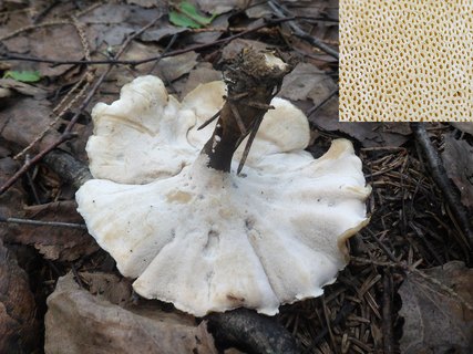 Picipes melanopus