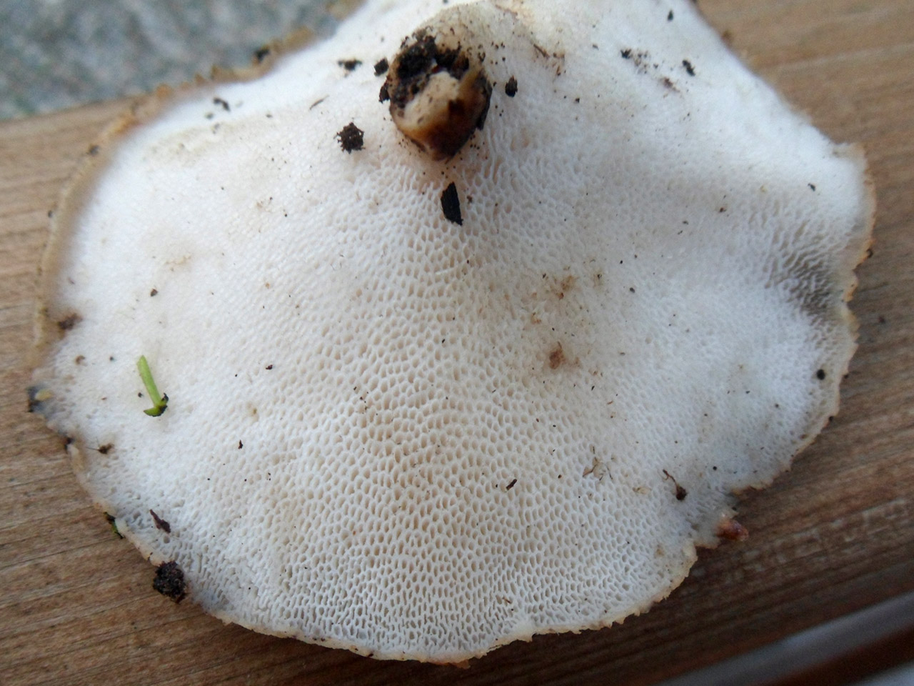 Polyporus tuberaster