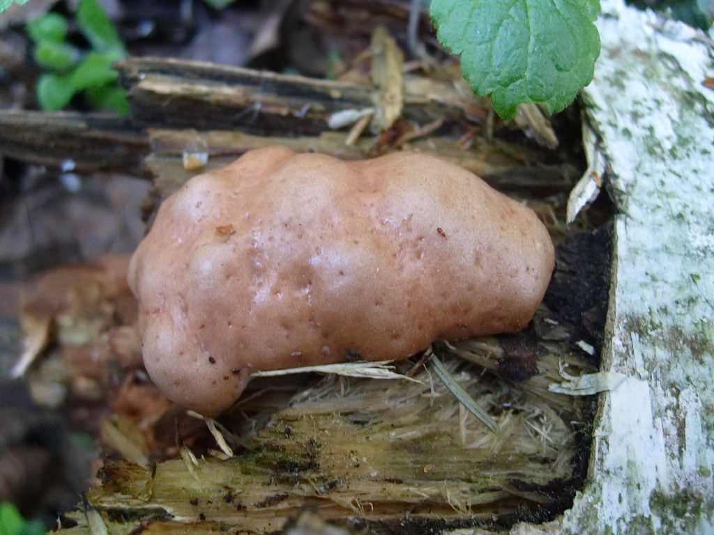 Reticularia lycoperdon