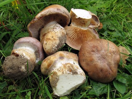 Cortinarius balteatocumatis