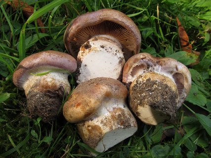 Cortinarius balteatocumatis