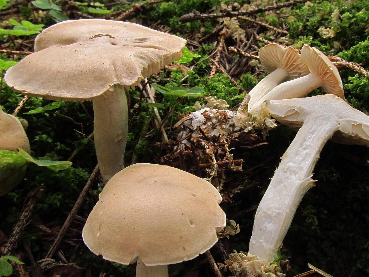 Hygrophorus pudorinus