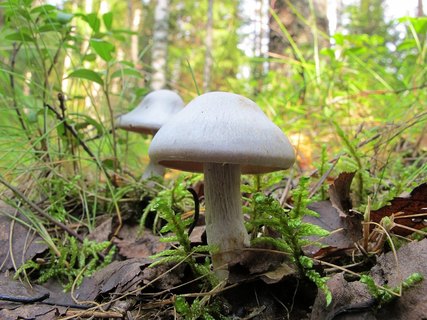 Cortinarius alboviolaceus