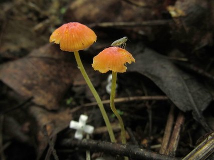 Mycena acicula