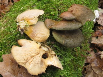 Panellus serotinus