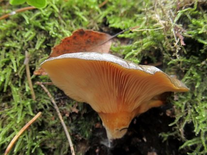 Panellus serotinus