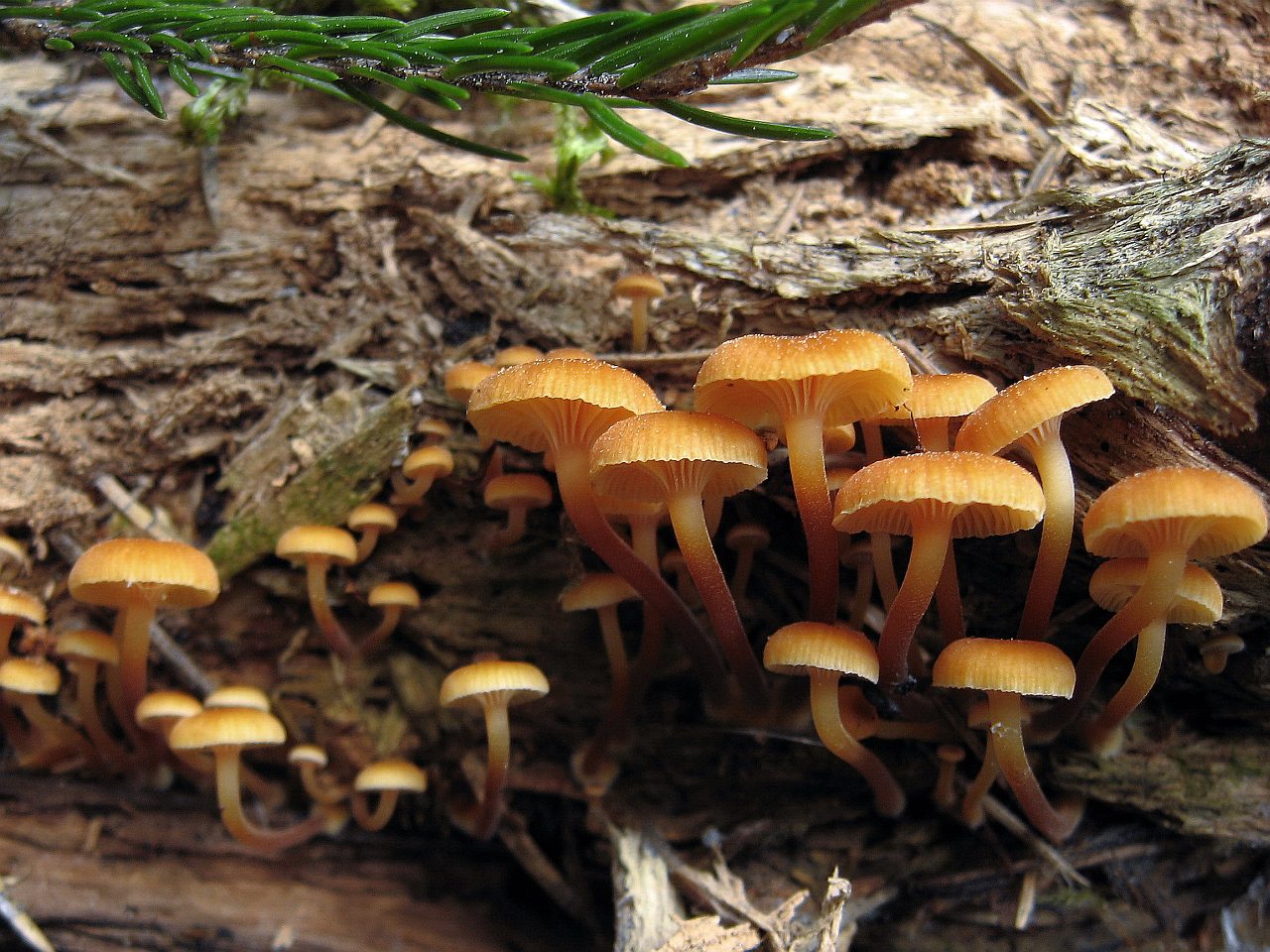 Xeromphalina campanella