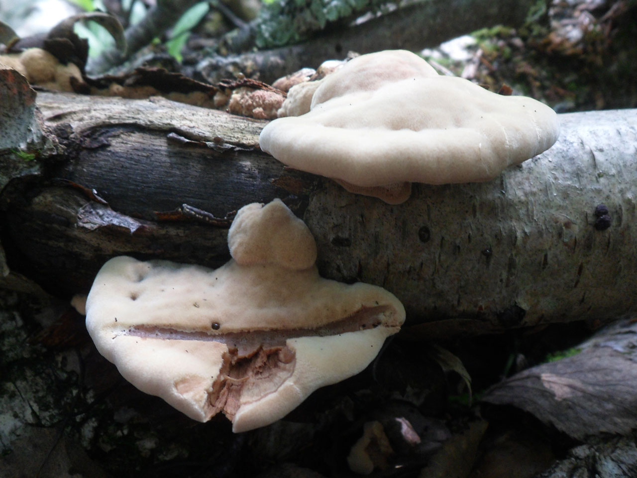 Hapalopilus rutilans