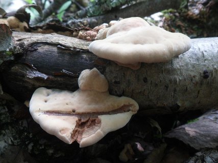 Hapalopilus rutilans