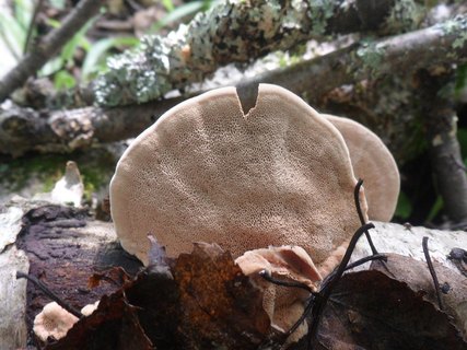 Hapalopilus rutilans