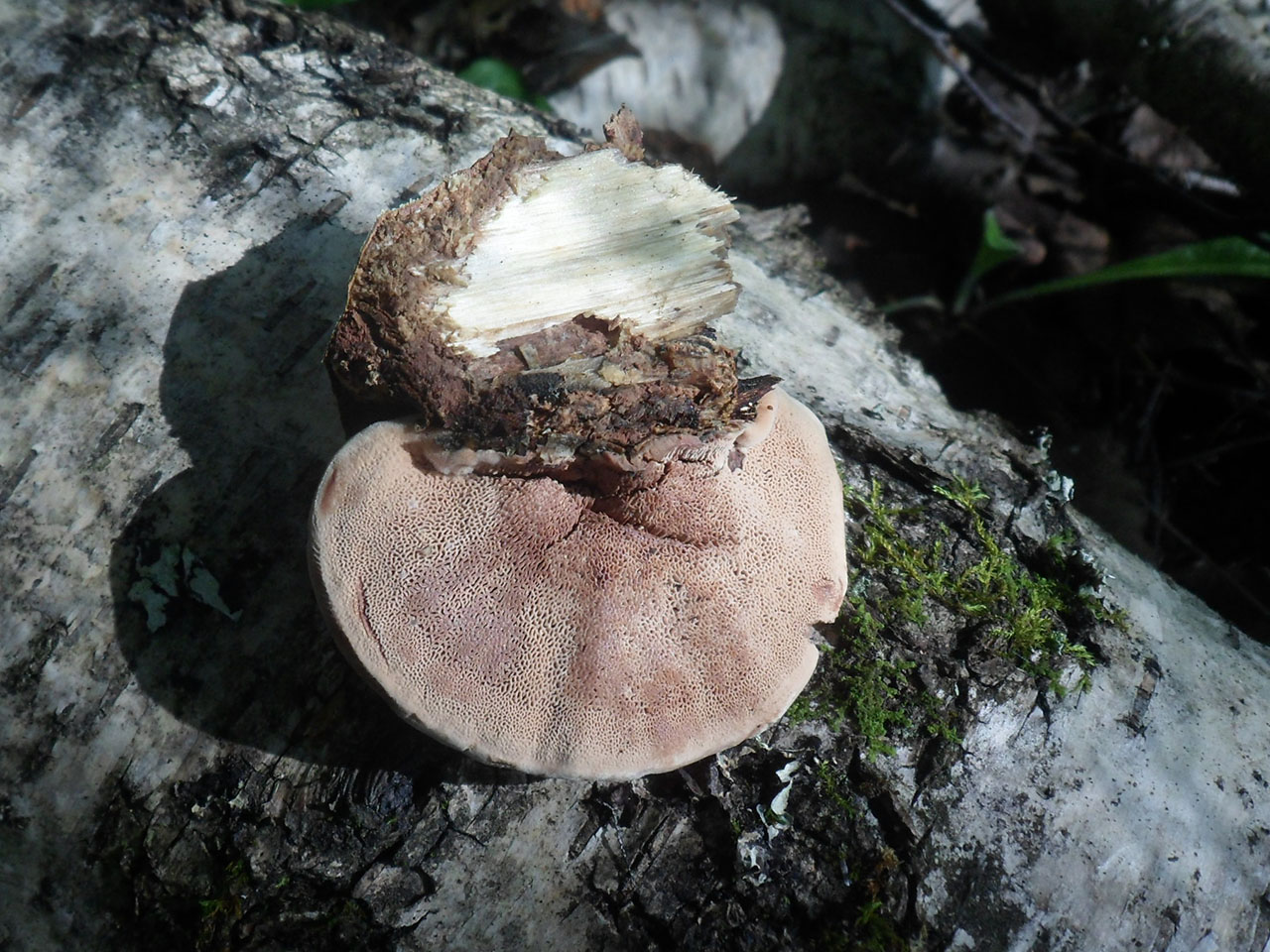 Hapalopilus rutilans