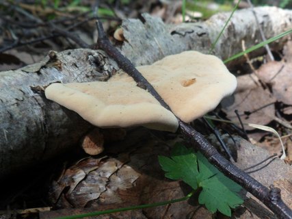 Hapalopilus rutilans