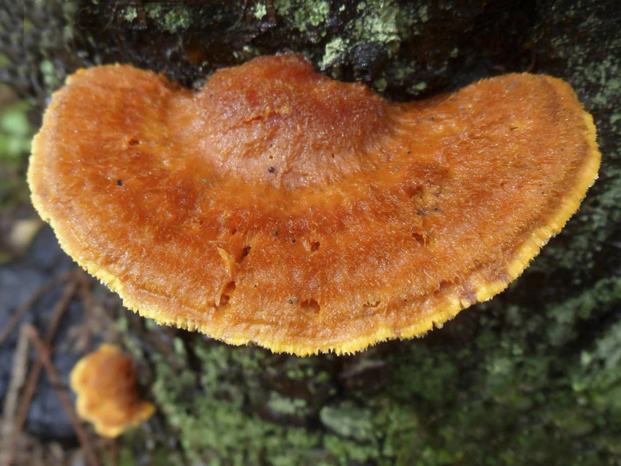 Pycnoporellus fulgens