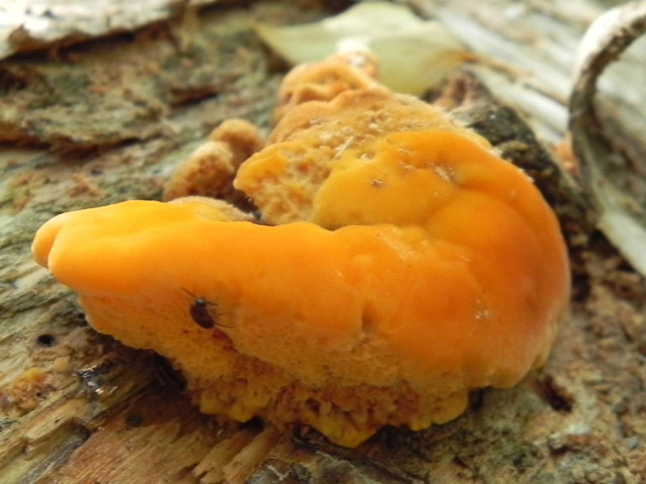 Pycnoporellus fulgens