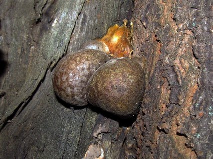 Lycogala flavofuscum