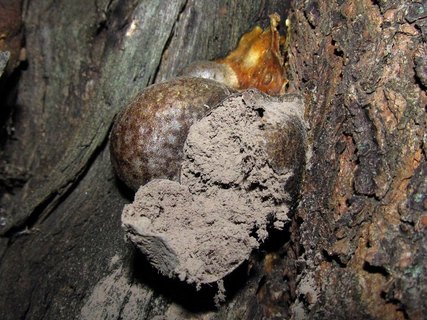 Lycogala flavofuscum