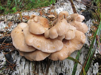 Lentinellus vulpinus