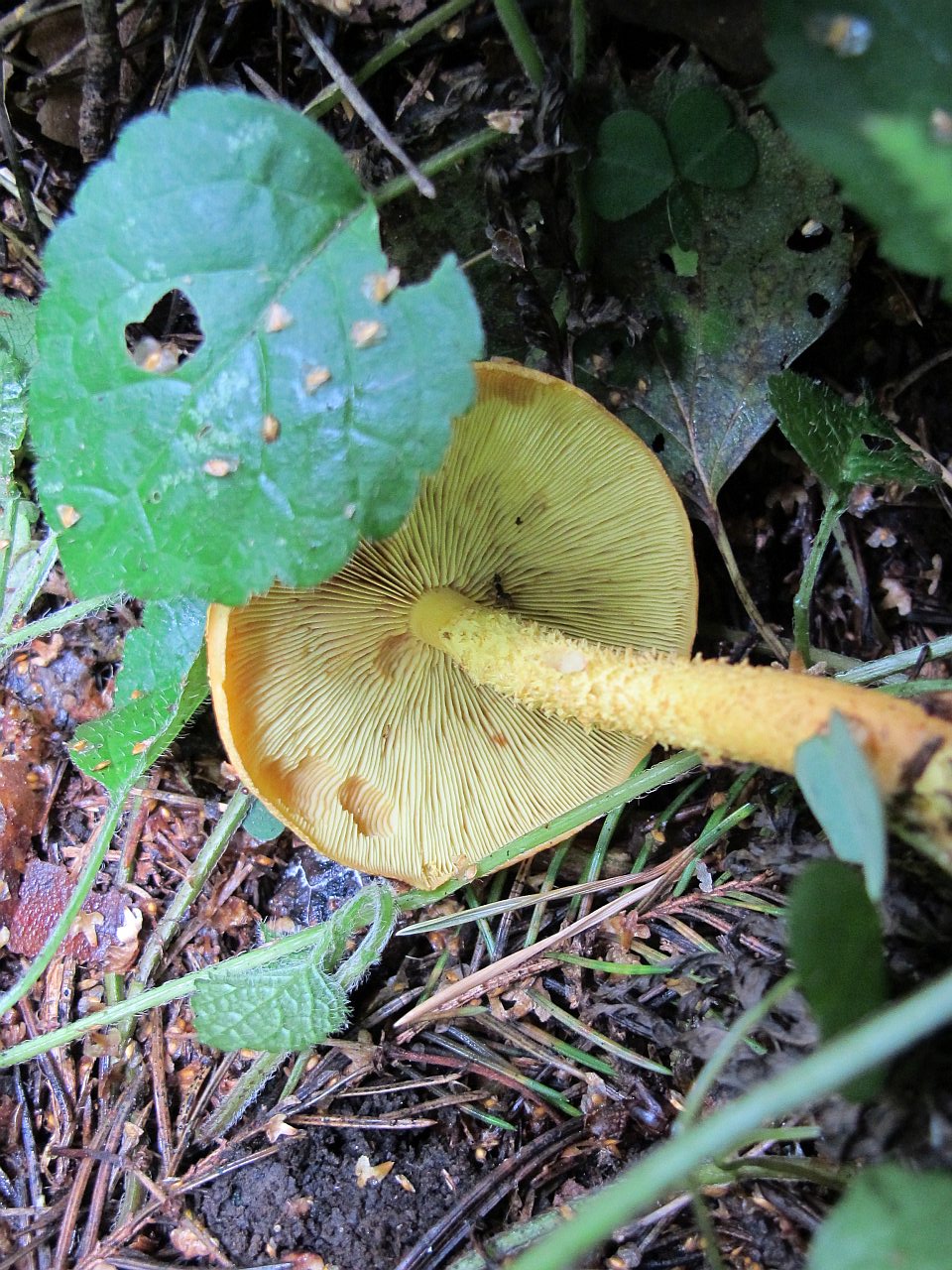 Pholiota flammans